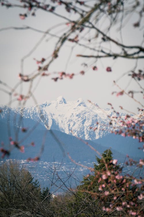 Cherry Blossoms branches against Mountains in Snow