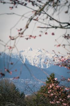 Cherry blossoms against snowy North Shore Mountains in Vancouver, Canada, during spring.