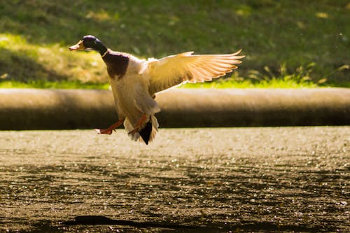 White and Black Duck Flying Above Water