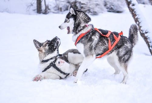 免費 狗在雪中 圖庫相片