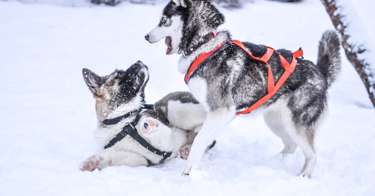How long do you boil frozen chicken for dogs