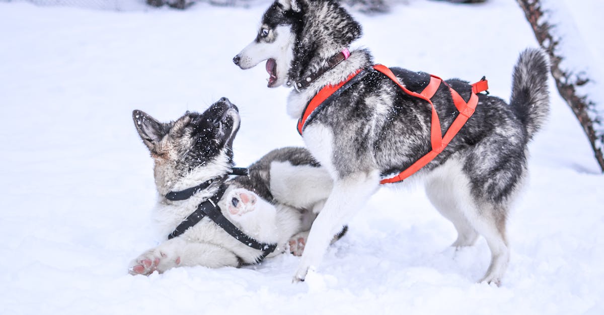 Dog in Snow