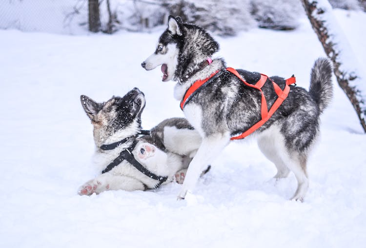 Dog In Snow