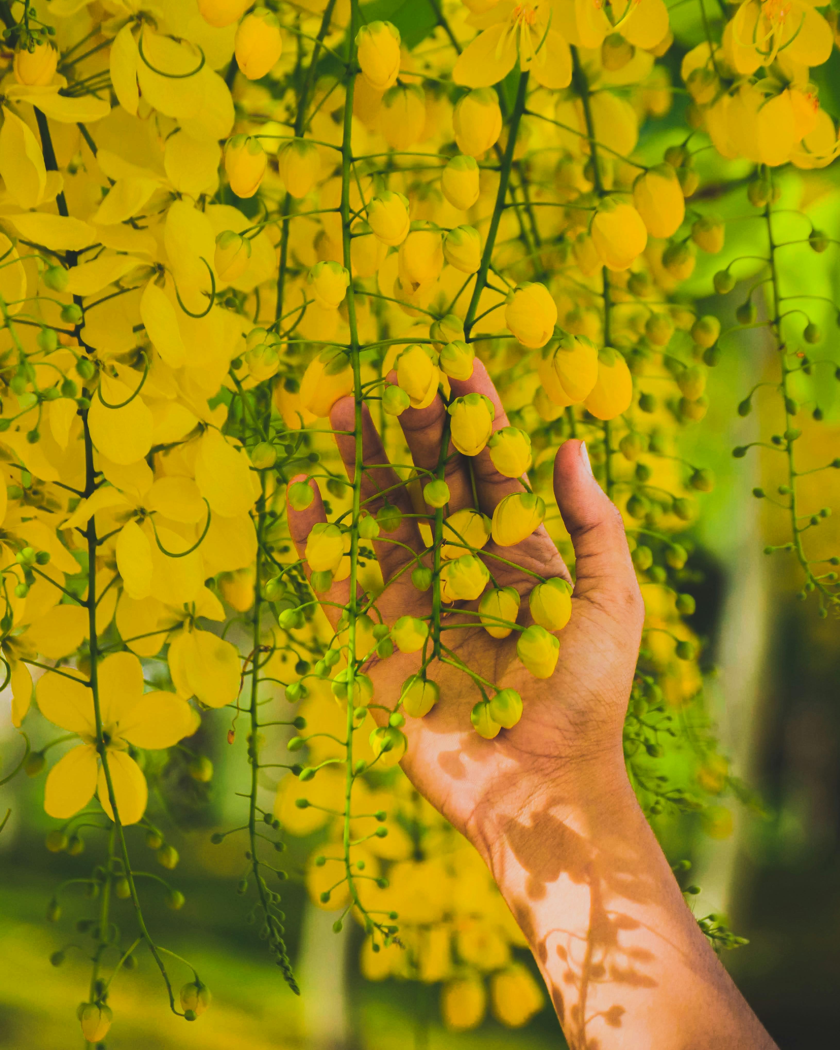 春天，一只在户外的手轻轻抚摸着充满活力的黄色花朵