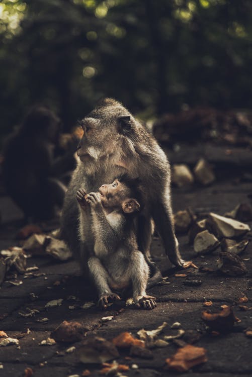 Free Photo of Two Monkeys Sitting on Ground Stock Photo