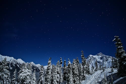 Foto Ad Angolo Basso Di Alberi Di Pino Coperti Dalla Neve