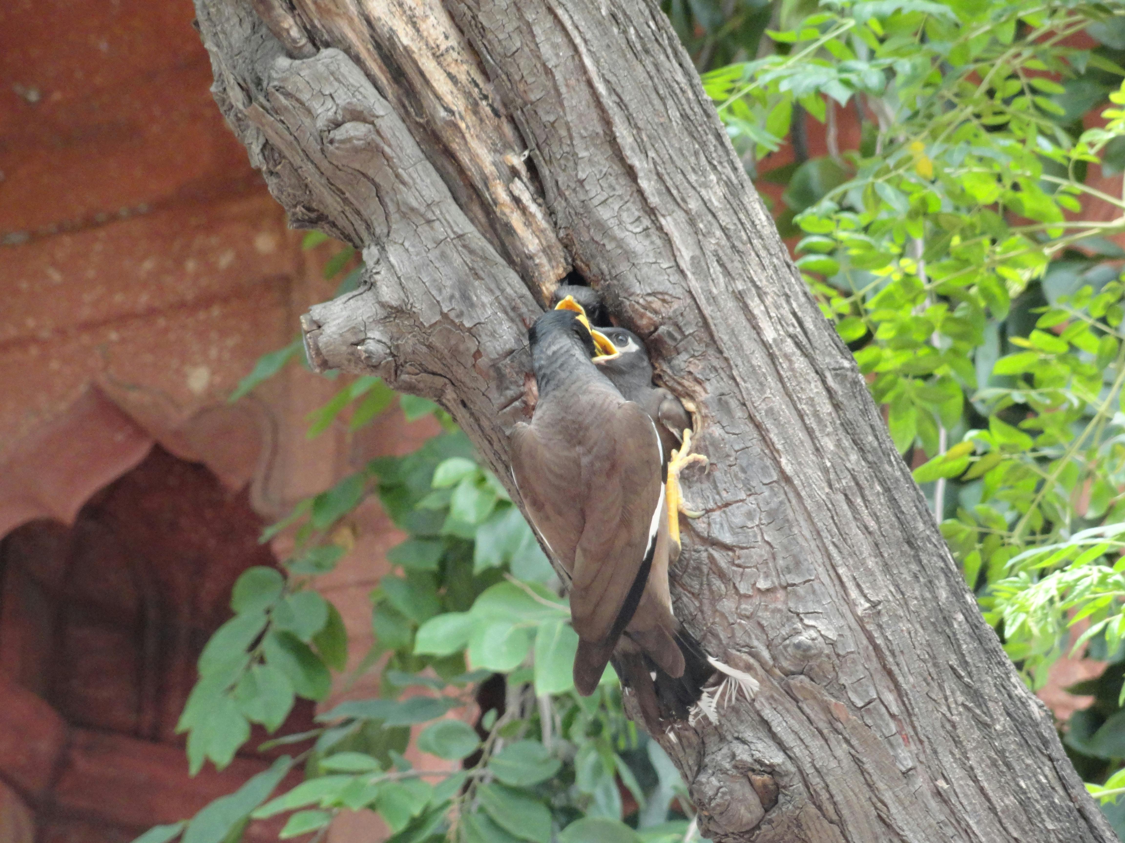 Free Stock Photo Of Beauty In Nature Bird Bird Nest