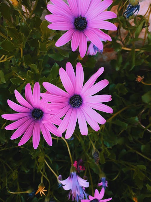 Free stock photo of beautiful flower, beautiful flowers, bell flower