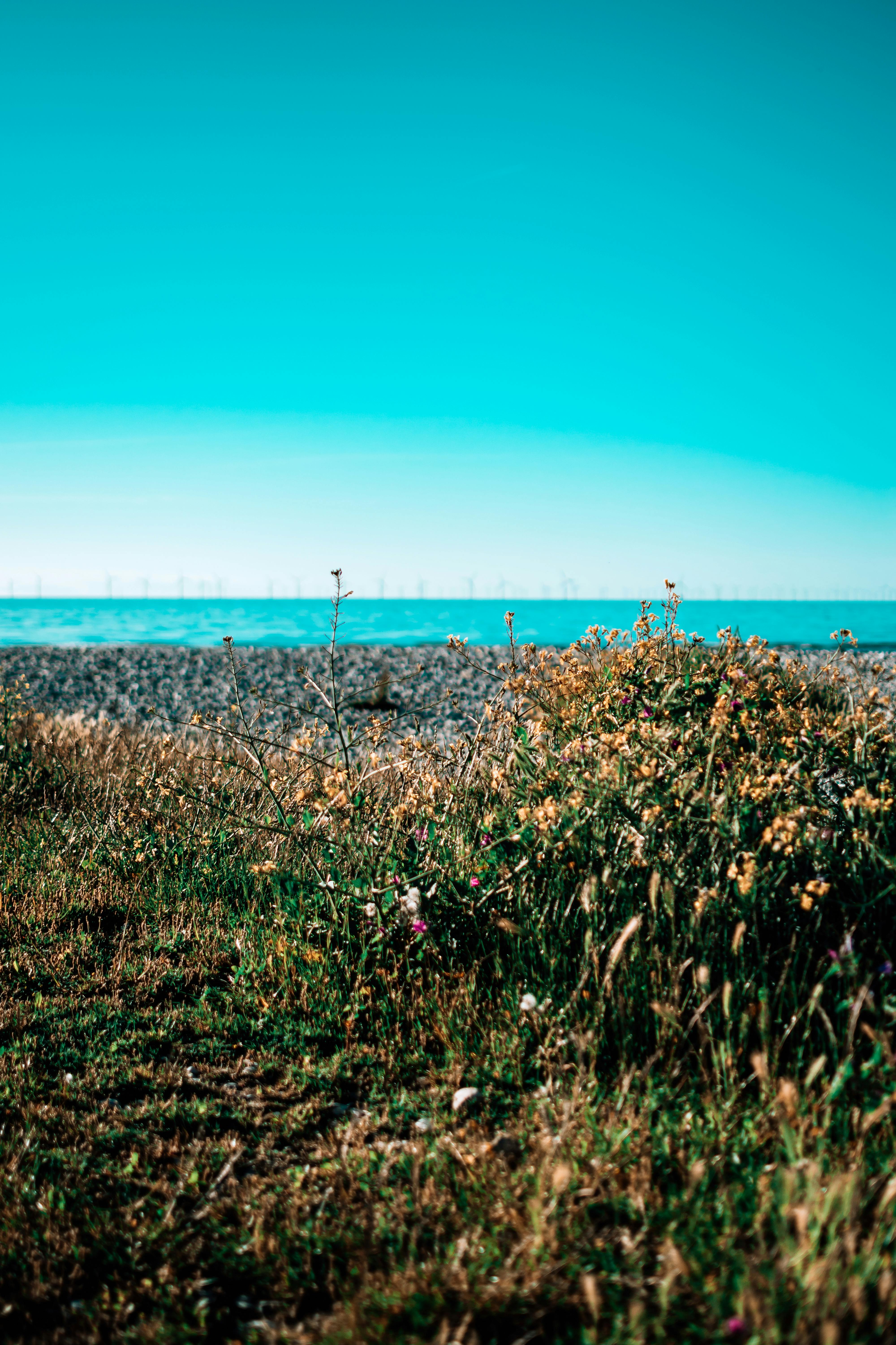 Captivating seaside scene with vibrant flowers and a clear sky, perfect for nature lovers.