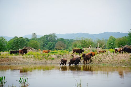 A herd of cows standing in the water near a field