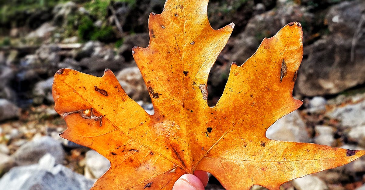 Close-up of Hand Holding Autumn Leaf