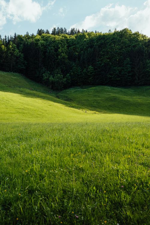 Free A vibrant summer landscape featuring a green meadow and dense forested hills under a blue sky. Stock Photo