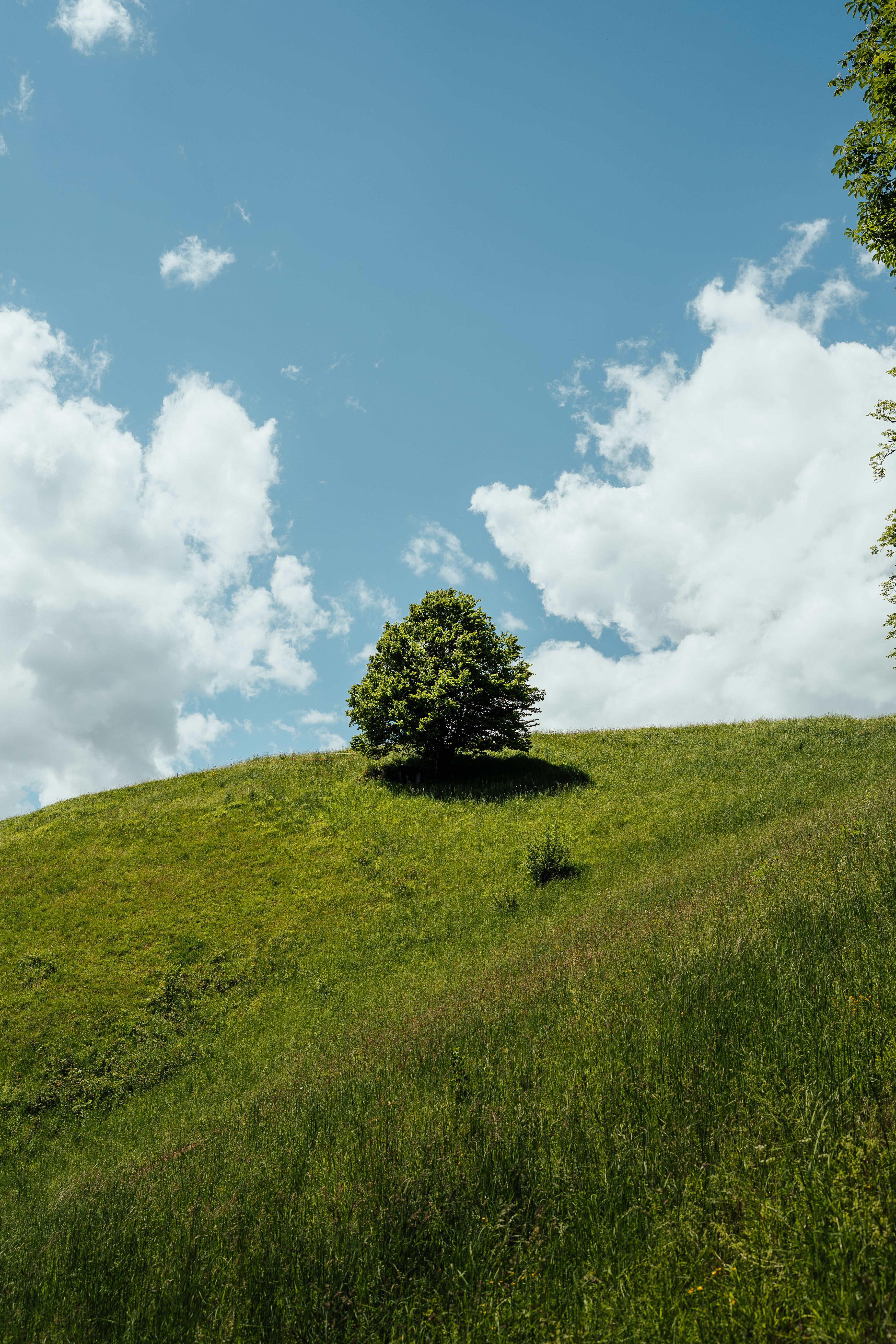 A lone tree on a grassy hill with blue sky · Free Stock Photo