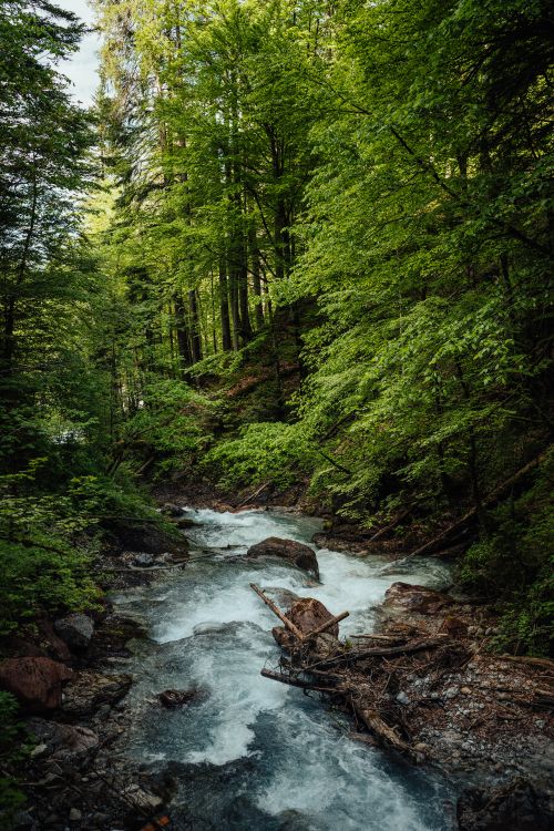 Free A serene forest river cascades through lush green foliage, creating a peaceful natural landscape. Stock Photo