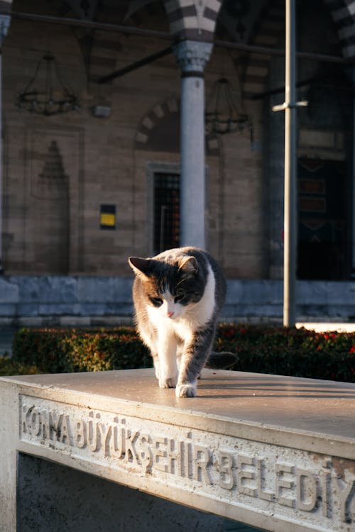 A cat is walking on a bench in front of a building