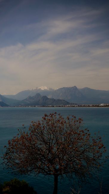 Fotomural Un árbol solitario junto a una bahía tranquila con montañas al fondo bajo un cielo melancólico.