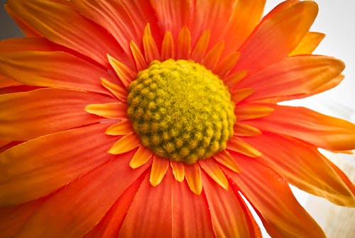Free Close-up of Sunflower Stock Photo