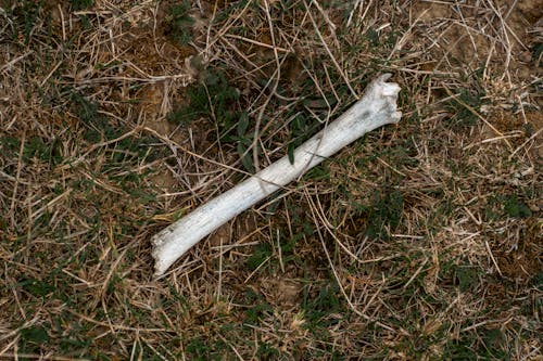 A bone is laying in the grass with a few leaves