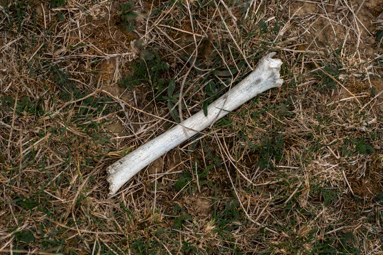 Bone On Dry Grass