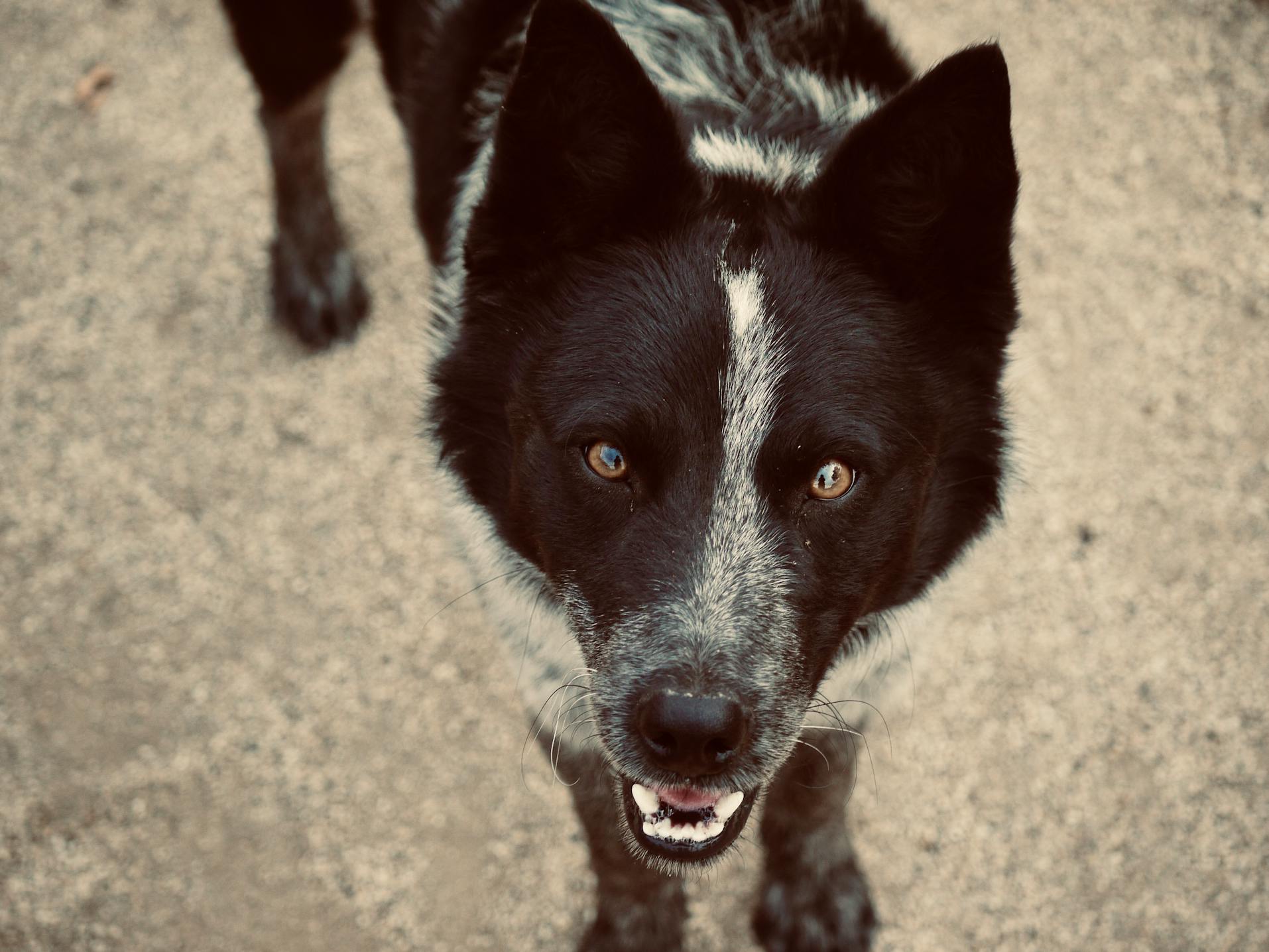 Meet the Bear Dog Hybrid: Unique Breeds and Mixes Revealed