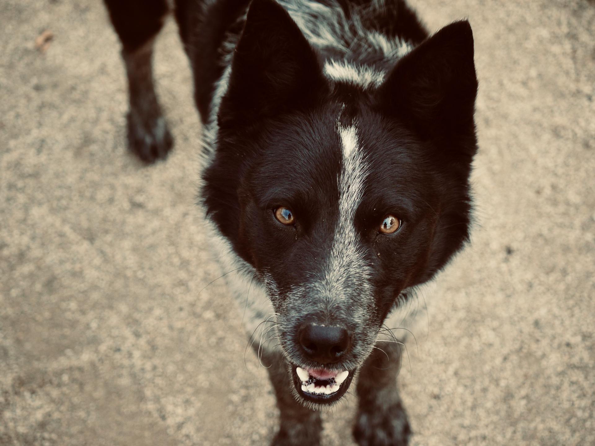 Karelian Bear Dog