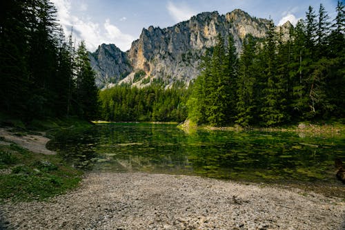 Immagine gratuita di acqua, alba, albero