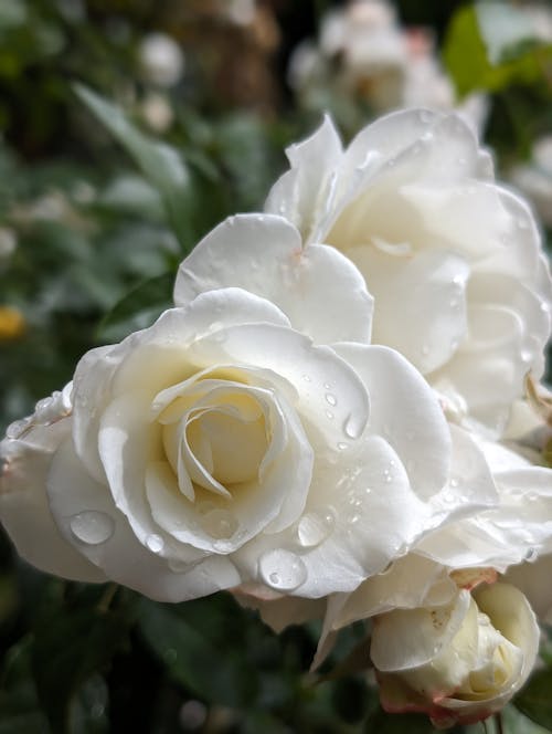 天性, 画花卉, 白玫瑰 的 免费素材图片