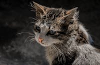 在自然光下，虎斑猫有着引人注目的眼睛和细致的皮毛