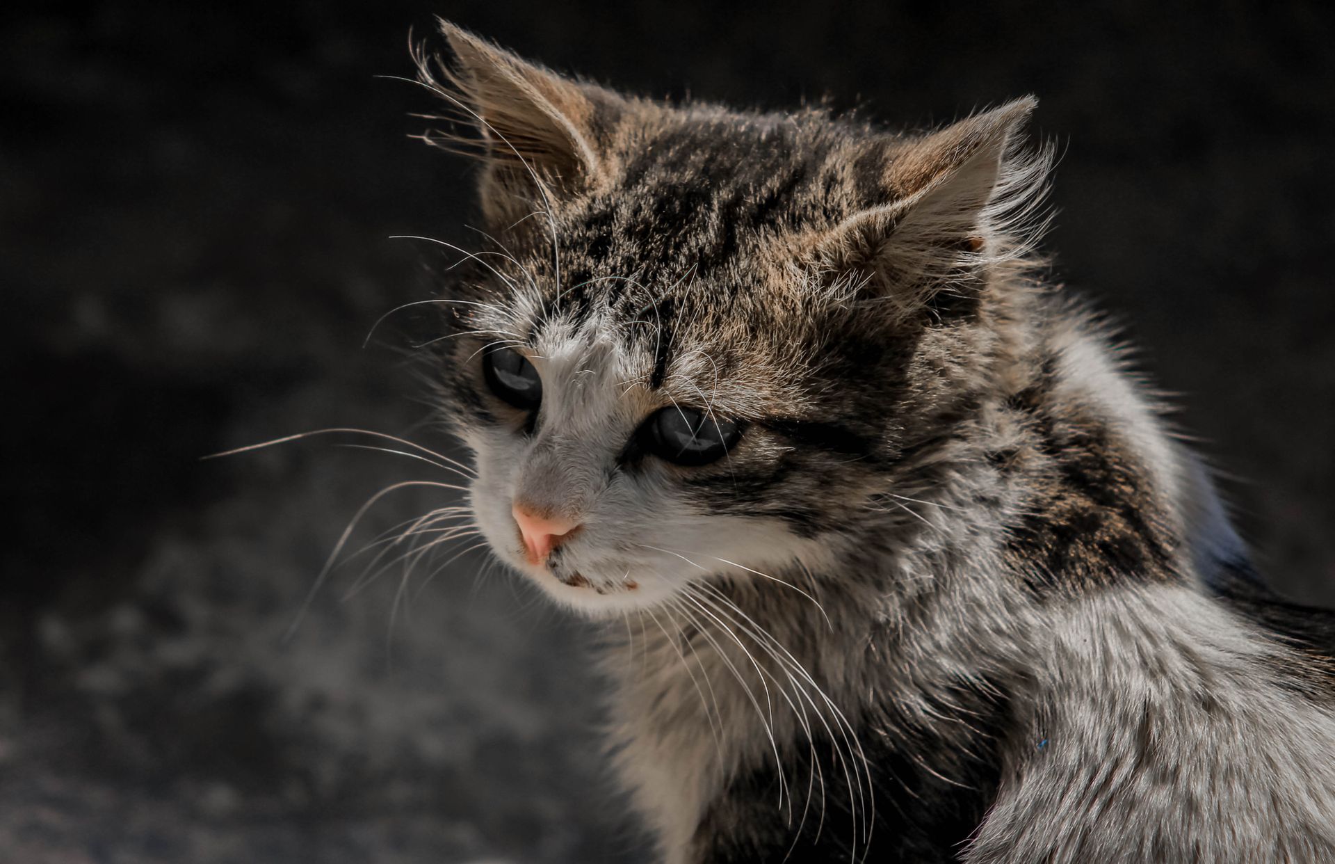 Close-Up Photo of Tabby Cat