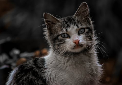 Foto En Primer Plano De Gato Atigrado