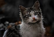 一只虎斑猫在户外环境中，眼睛醒目，好奇的表情被特写镜头捕捉