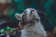 虎斑猫在自然环境中专注地观察着胡须和皮毛