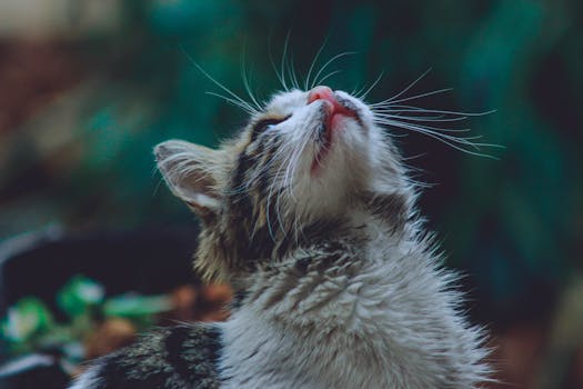 虎斑猫在自然环境中专注地观察着胡须和皮毛