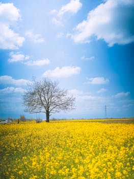 Lone tree in a blooming yellow mustard field under bright blue skies in Pampore, capturing serene countryside beauty.