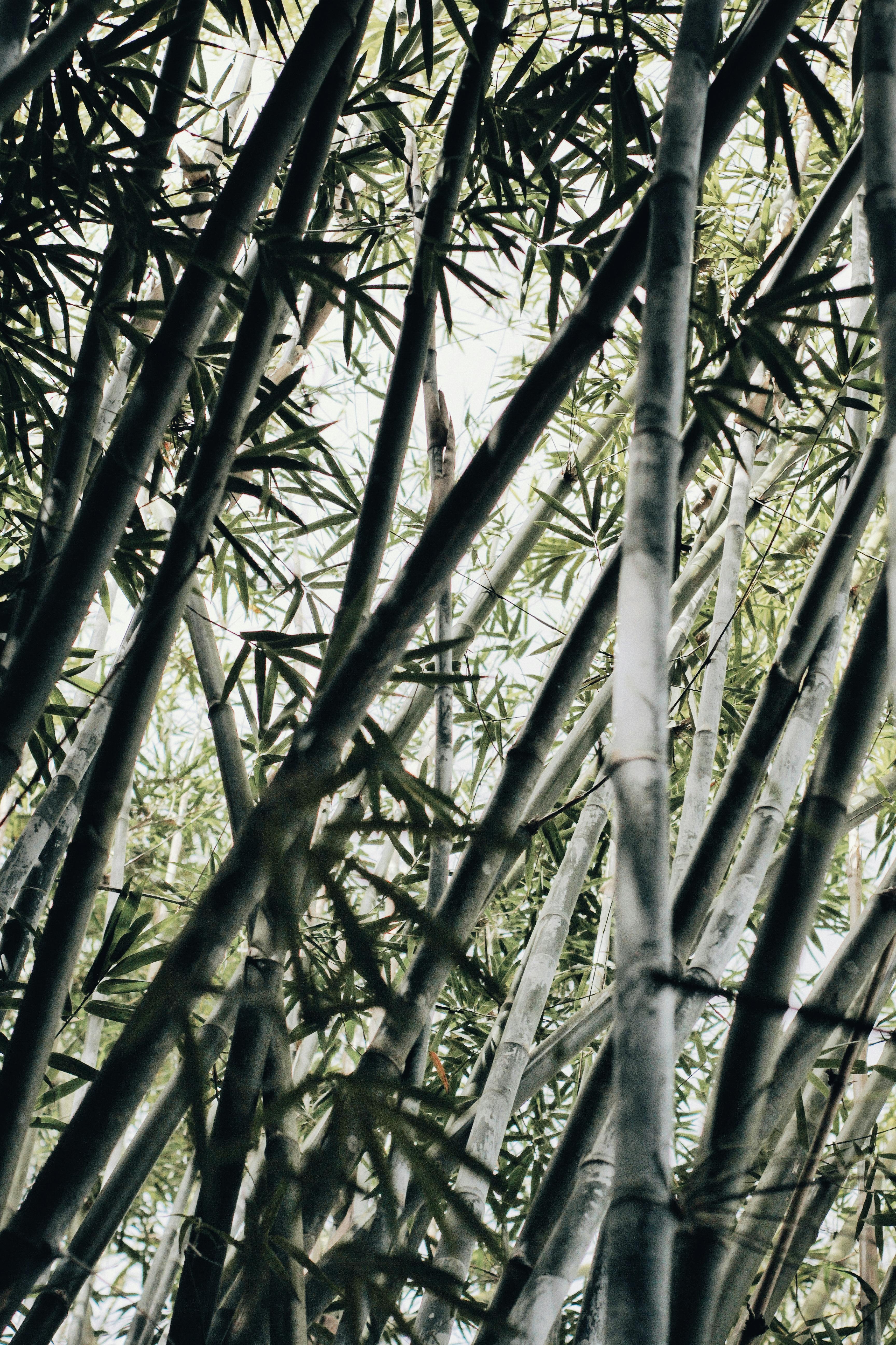 Rasch Bamboo Plants Jungle Wallpaper