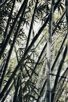 Bamboo image