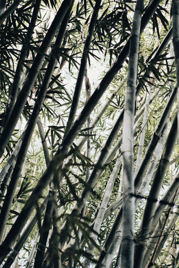 Bamboo Grass