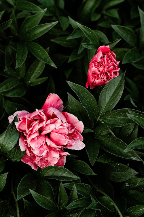 粉色花朵的选择性聚焦摄影