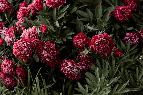 Close-Up Photo of Flowers