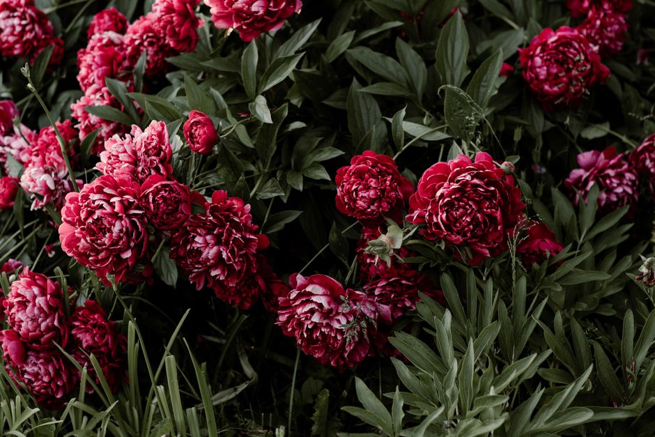 Captivating red peonies in lush bloom, showcasing vibrant petals and fresh foliage.
