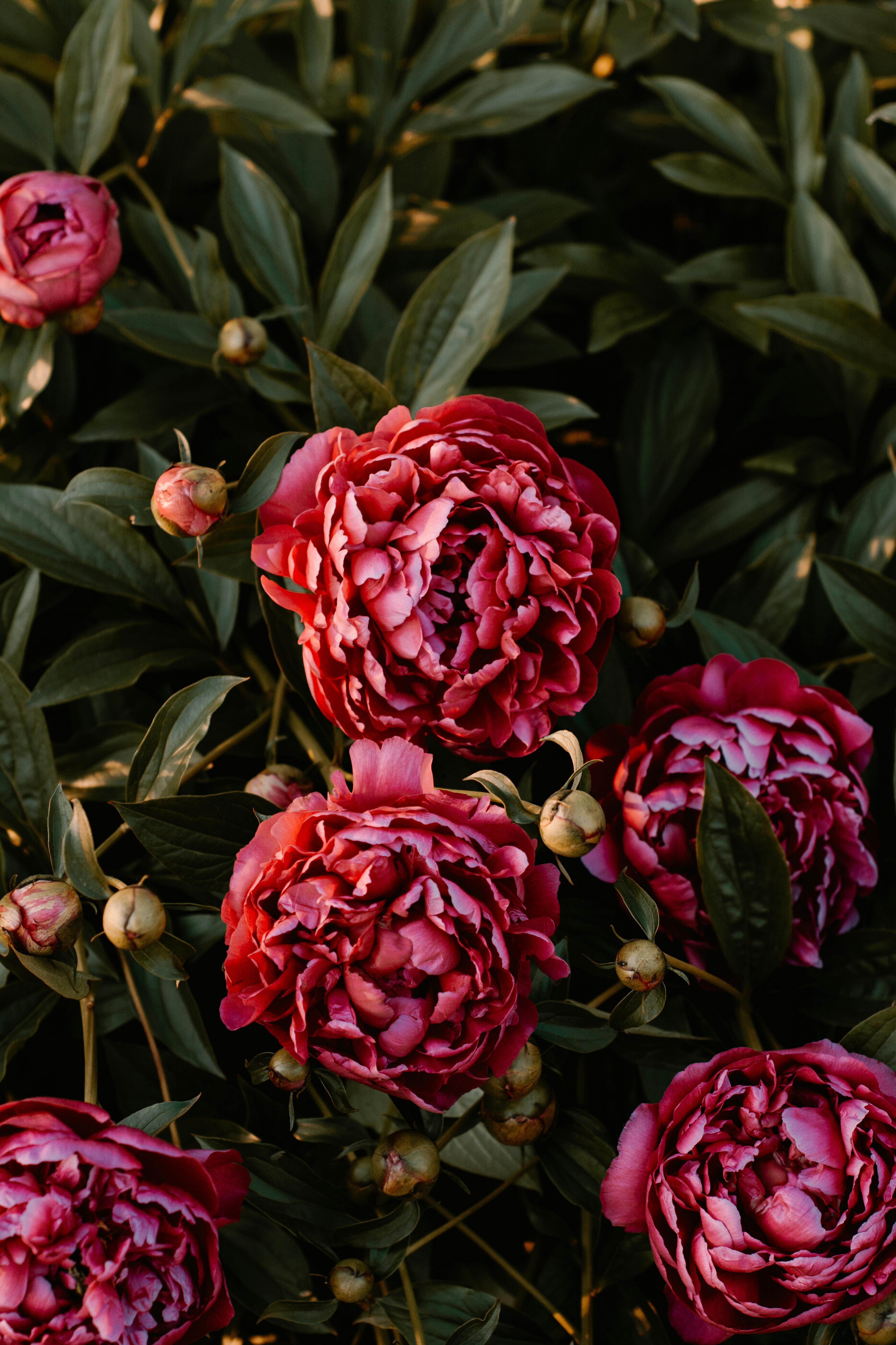 Peony Photos, Download The BEST Free Peony Stock Photos & HD Images