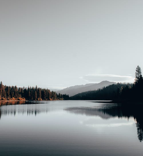 Free Photo of Lake Near Trees Stock Photo