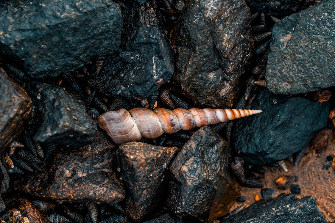 A shell on the ground with rocks and gravel · Free Stock Photo