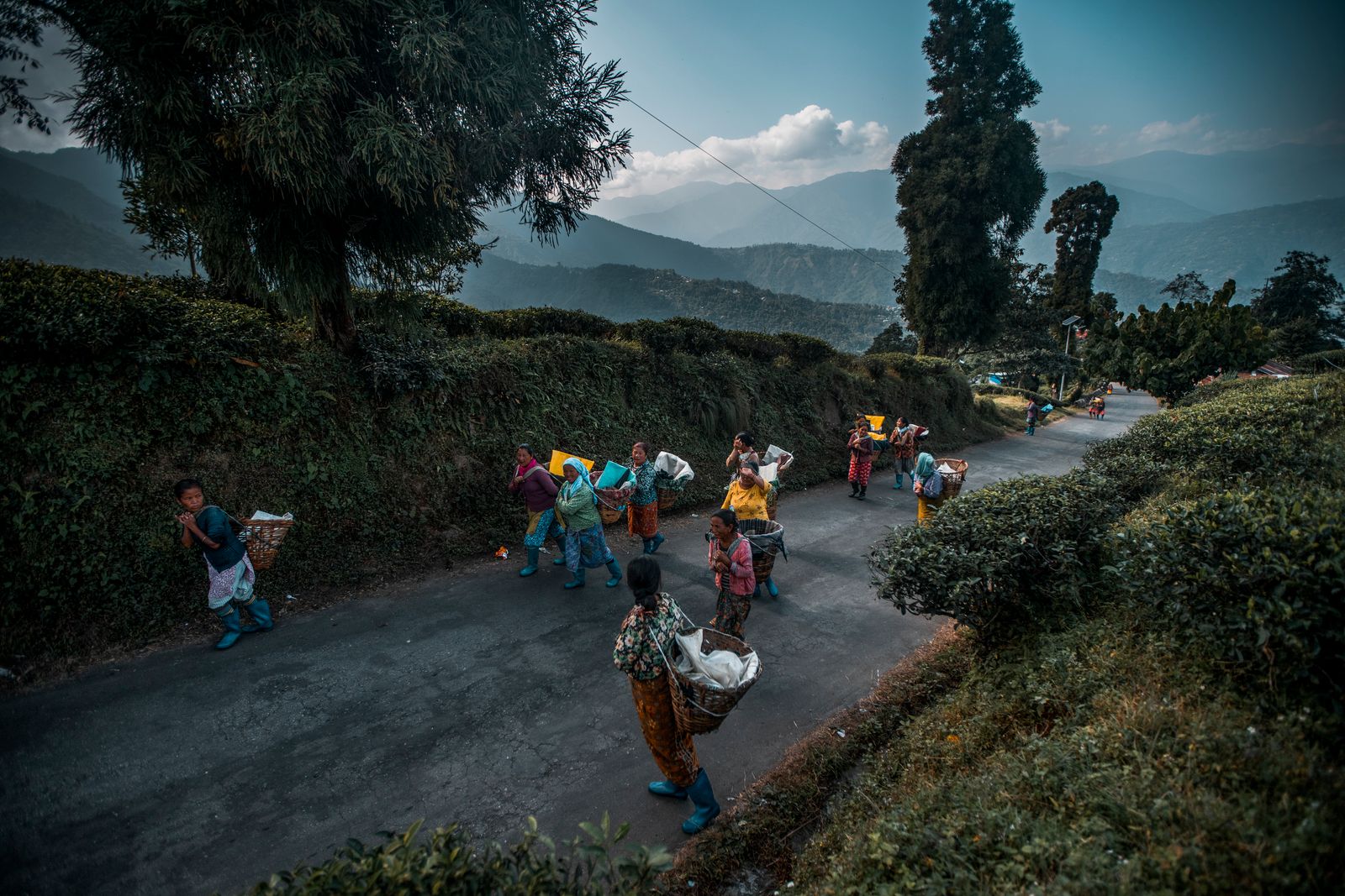 Tea garden workers carrying the day's pluck in sacks along an estate road at dusk, hills falling away behind