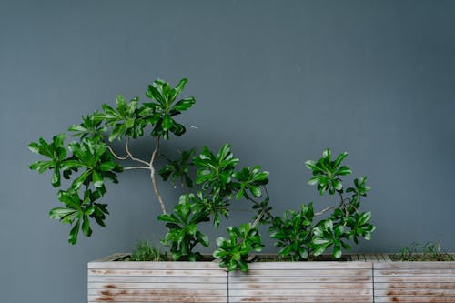 Free Photo of Green-Leafed Plant Stock Photo