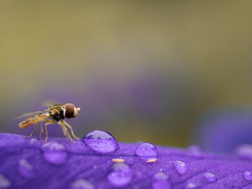 Close-Up Photo of Hoverfly