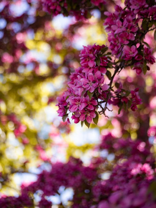 粉色花瓣花的选择性焦点照片