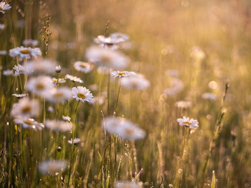 Безкоштовне стокове фото на тему «білі квіти, весна, Вибірковий фокус»