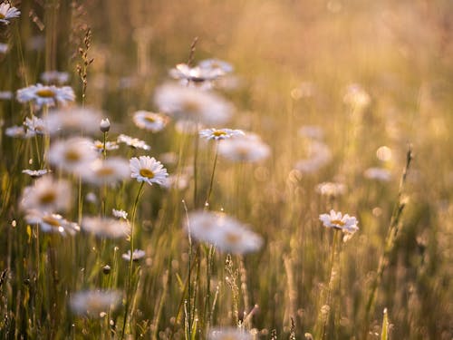 Oxeye Papatyalar'ın Seçici Odak Fotoğrafı