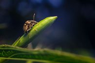 这张栖息在绿叶上的象鼻虫宏观照片，展现了昆虫在自然环境中的复杂细节